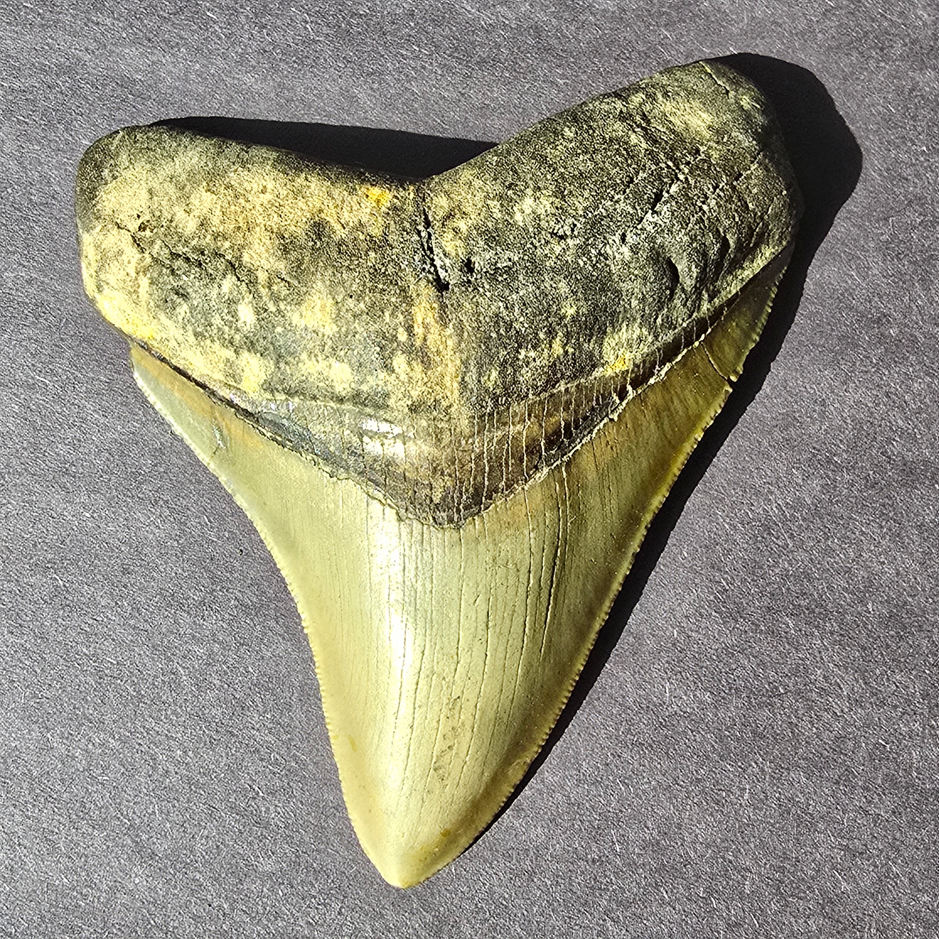 Megalodon shark tooth fossil