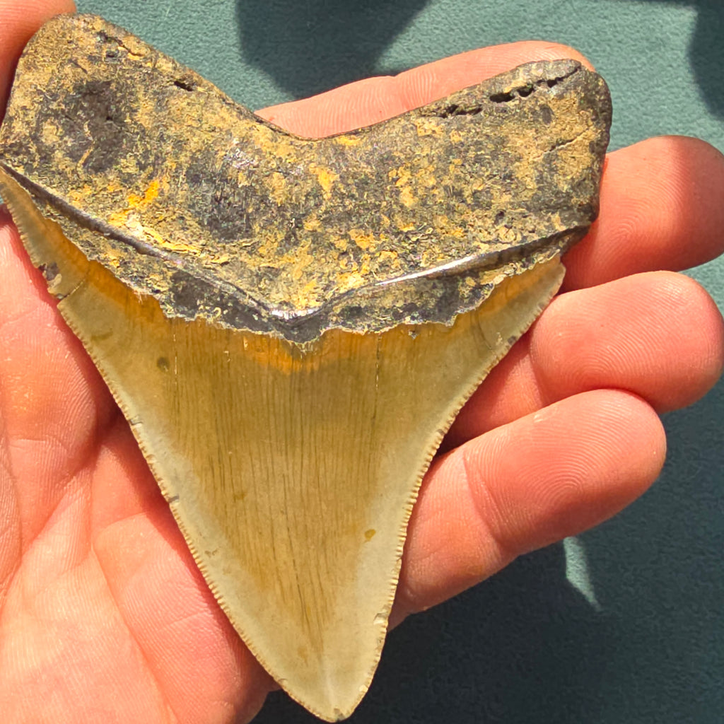 Megalodon shark tooth fossil