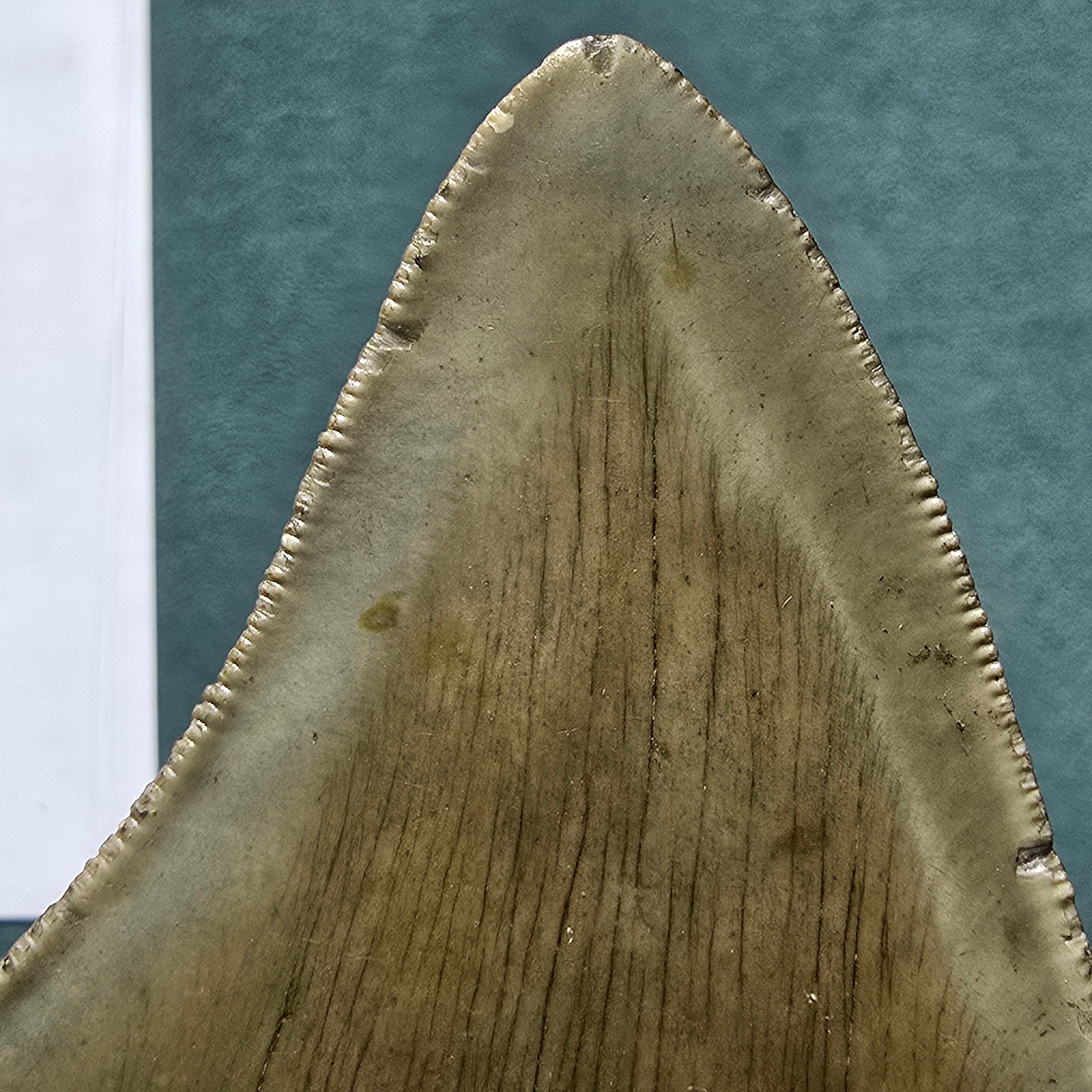 Megalodon shark tooth fossil