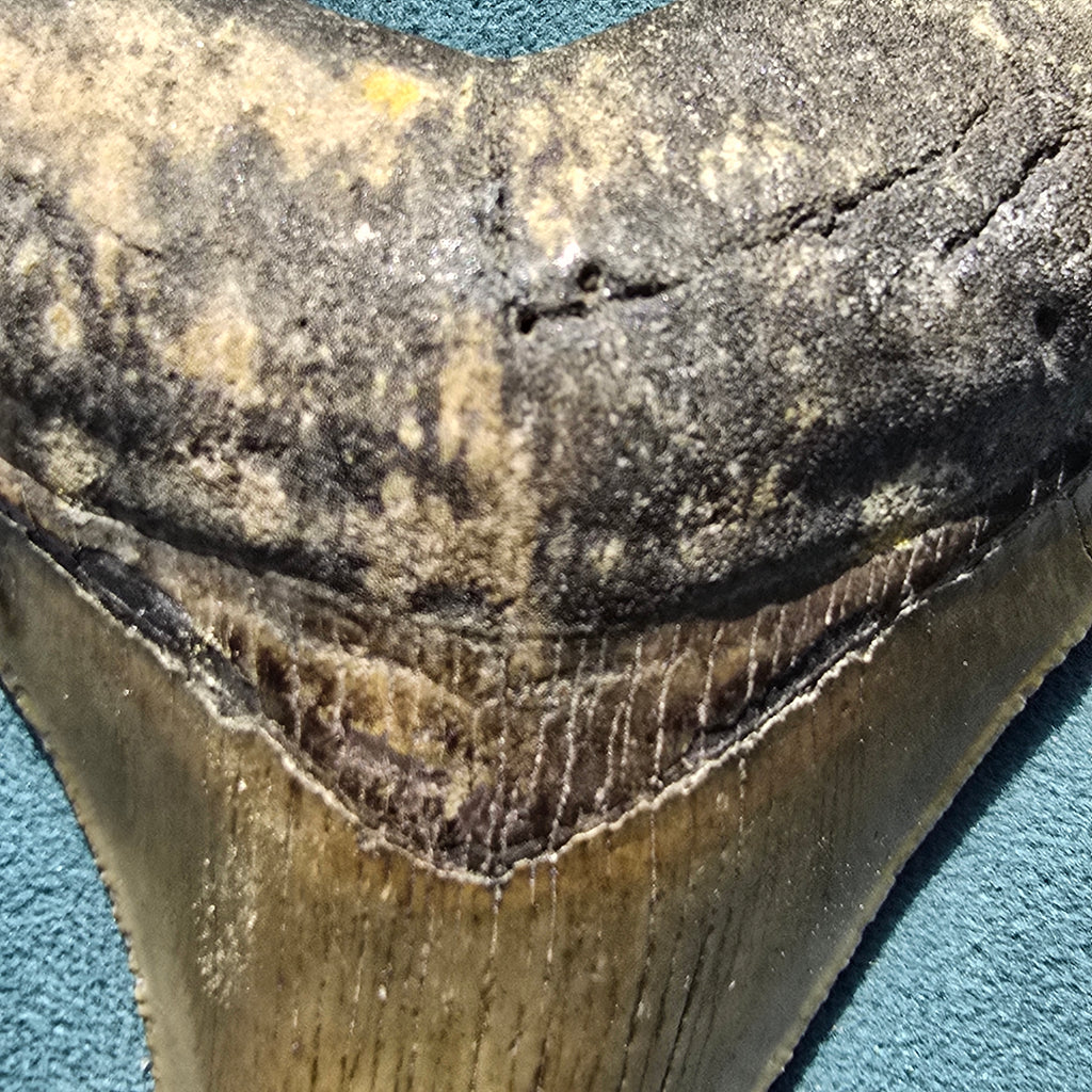 Megalodon shark tooth fossil