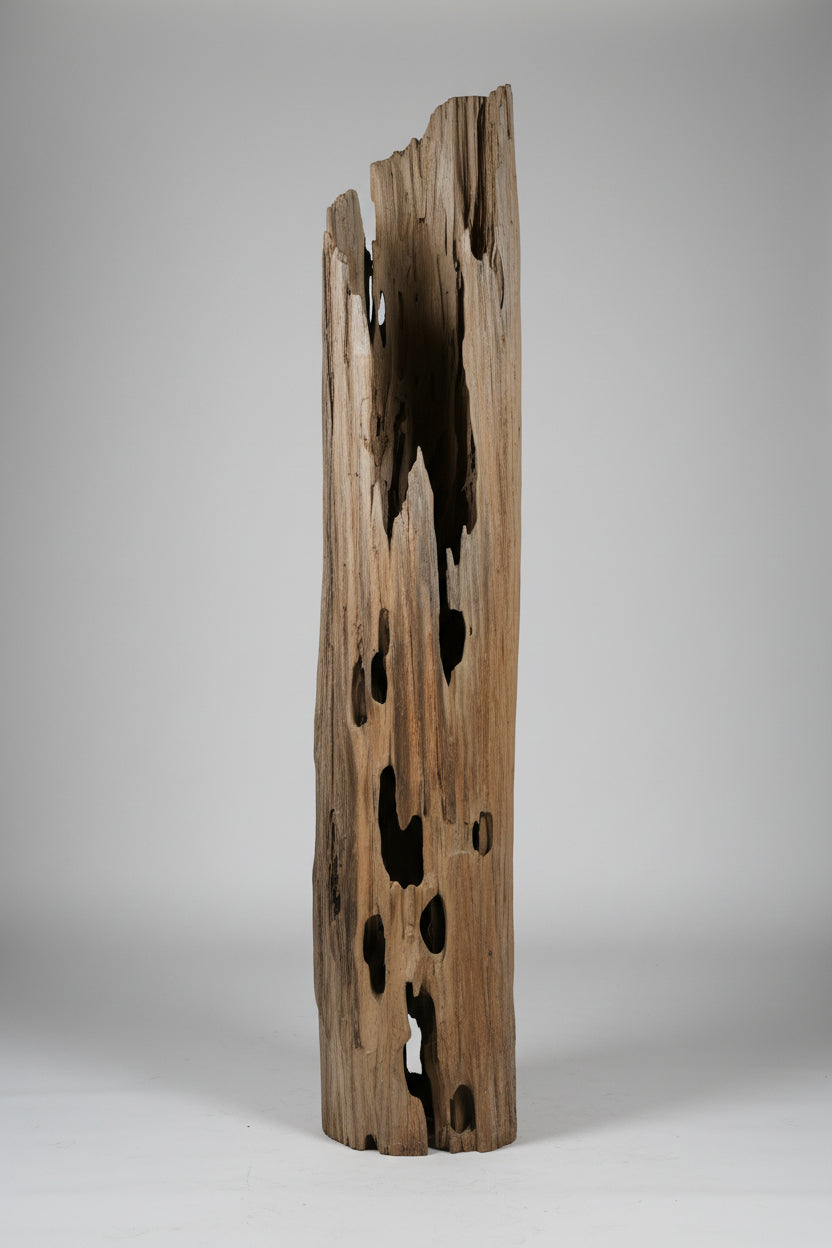 Driftwood hollow cypress tree